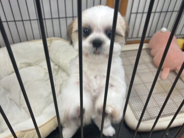 シーズー
