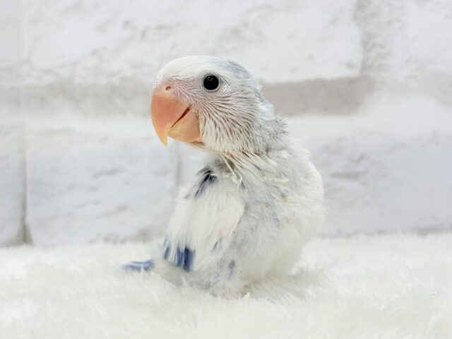 【最新画像更新🪄】わくわくどきどき♡コザクラインコ(バイオレットオパーリンパイド) ヒナ コザクラインコ(小桜インコ)