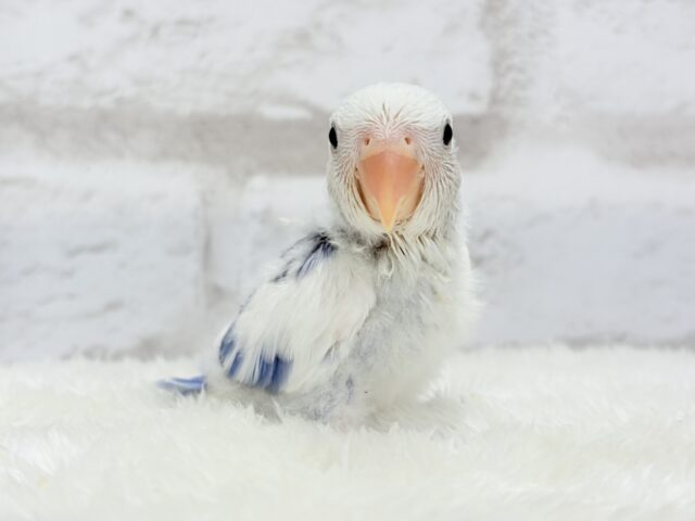 【最新画像更新🪄】わくわくどきどき♡コザクラインコ(バイオレットオパーリンパイド) ヒナ コザクラインコ(小桜インコ)