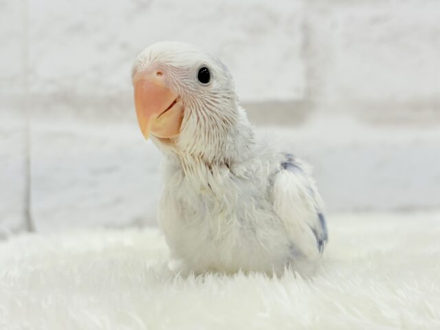 【最新画像更新🪄】わくわくどきどき♡コザクラインコ(バイオレットオパーリンパイド) ヒナ コザクラインコ(小桜インコ)