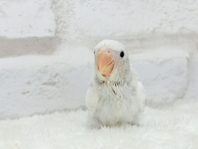 【最新画像更新🪄】わくわくどきどき♡コザクラインコ(バイオレットオパーリンパイド) ヒナ コザクラインコ(小桜インコ)