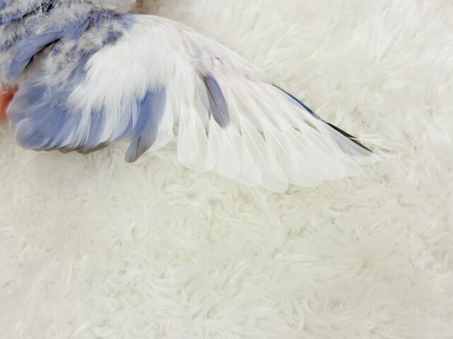 【最新画像更新🪄】わくわくどきどき♡コザクラインコ(バイオレットオパーリンパイド) ヒナ コザクラインコ(小桜インコ)