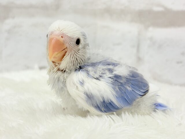 【最新画像更新🪄】わくわくどきどき♡コザクラインコ(バイオレットオパーリンパイド) ヒナ コザクラインコ(小桜インコ)