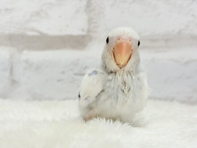 【最新画像更新🪄】わくわくどきどき♡コザクラインコ(バイオレットオパーリンパイド) ヒナ コザクラインコ(小桜インコ)