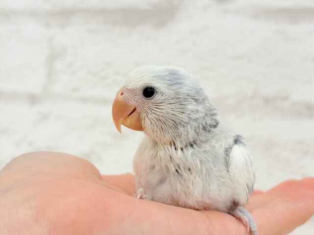 【最新画像更新🪄】わくわくどきどき♡コザクラインコ(バイオレットオパーリンパイド) ヒナ コザクラインコ(小桜インコ)