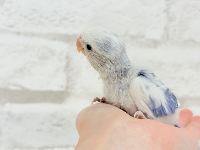 【最新画像更新🪄】わくわくどきどき♡コザクラインコ(バイオレットオパーリンパイド) ヒナ コザクラインコ(小桜インコ)