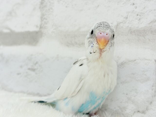 【最新画像更新🪄】春の陽気に思い浮かべるは…ごましおちゃん⸜🍙⸝セキセイインコ(白ハルクイン) ヒナ セキセイインコ