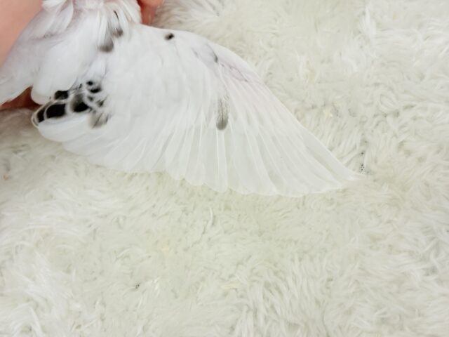 【最新画像更新🪄】春の陽気に思い浮かべるは…ごましおちゃん⸜🍙⸝セキセイインコ(白ハルクイン) ヒナ セキセイインコ