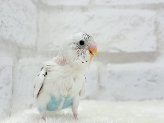 【最新画像更新🪄】春の陽気に思い浮かべるは…ごましおちゃん⸜🍙⸝セキセイインコ(白ハルクイン) ヒナ セキセイインコ