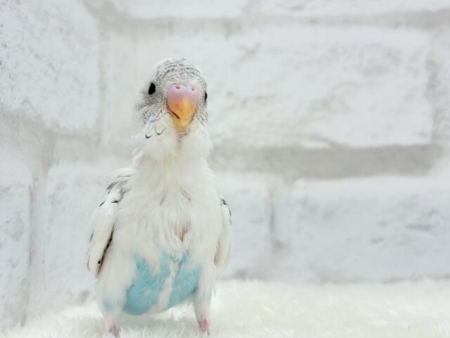【最新画像更新🪄】春の陽気に思い浮かべるは…ごましおちゃん⸜🍙⸝セキセイインコ(白ハルクイン) ヒナ セキセイインコ