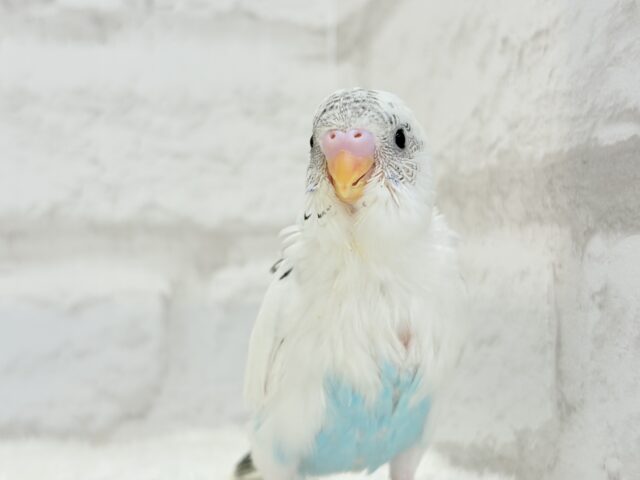 【最新画像更新🪄】春の陽気に思い浮かべるは…ごましおちゃん⸜🍙⸝セキセイインコ(白ハルクイン) ヒナ セキセイインコ