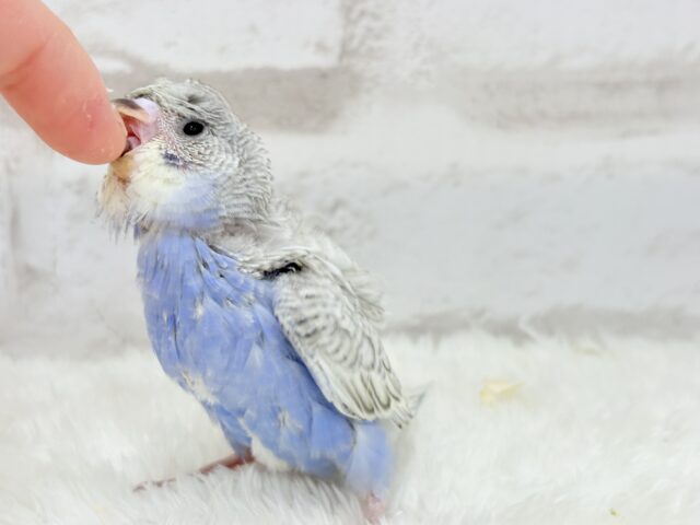 【最新画像更新🪄】魅力たくさんカッパちゃん🐣🌀梵天セキセイインコ(スパングル) ヒナ 梵天セキセイインコ