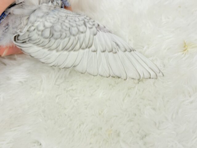 【最新画像更新🪄】魅力たくさんカッパちゃん🐣🌀梵天セキセイインコ(スパングル) ヒナ 梵天セキセイインコ