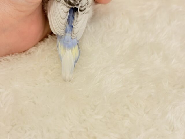 【最新画像更新🪄】魅力たくさんカッパちゃん🐣🌀梵天セキセイインコ(スパングル) ヒナ 梵天セキセイインコ