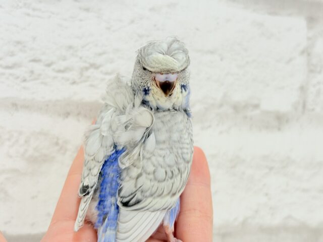 【最新画像更新🪄】魅力たくさんカッパちゃん🐣🌀梵天セキセイインコ(スパングル) ヒナ 梵天セキセイインコ