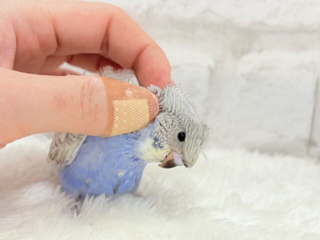 【最新画像更新🪄】魅力たくさんカッパちゃん🐣🌀梵天セキセイインコ(スパングル) ヒナ 梵天セキセイインコ