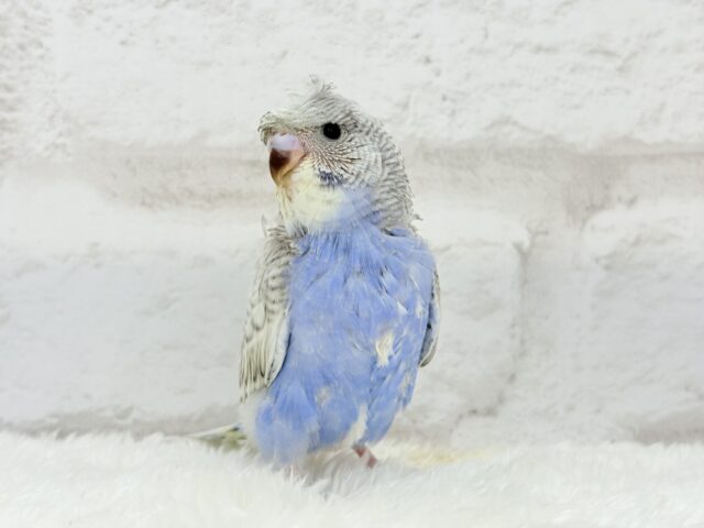 【最新画像更新🪄】魅力たくさんカッパちゃん🐣🌀梵天セキセイインコ(スパングル) ヒナ 梵天セキセイインコ