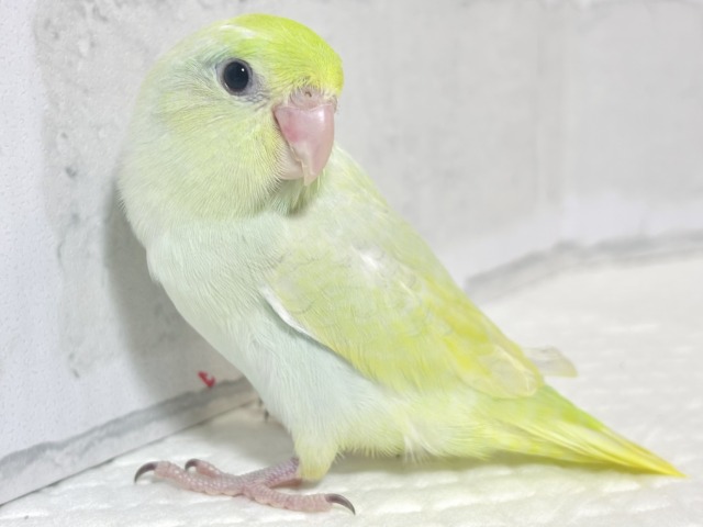 マメルリハ