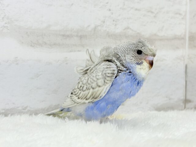 【最新画像更新🪄】魅力たくさんカッパちゃん🐣🌀梵天セキセイインコ(スパングル) ヒナ 梵天セキセイインコ