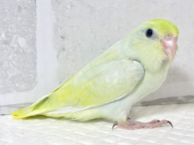 マメルリハ