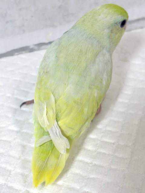マメルリハ
