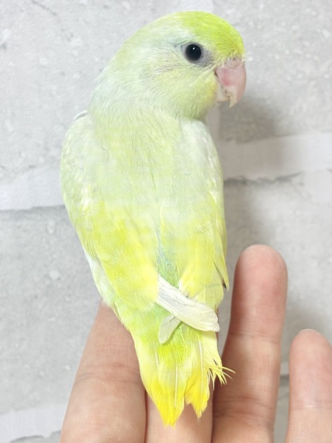 マメルリハ