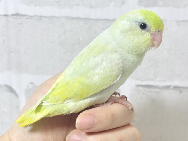 マメルリハ