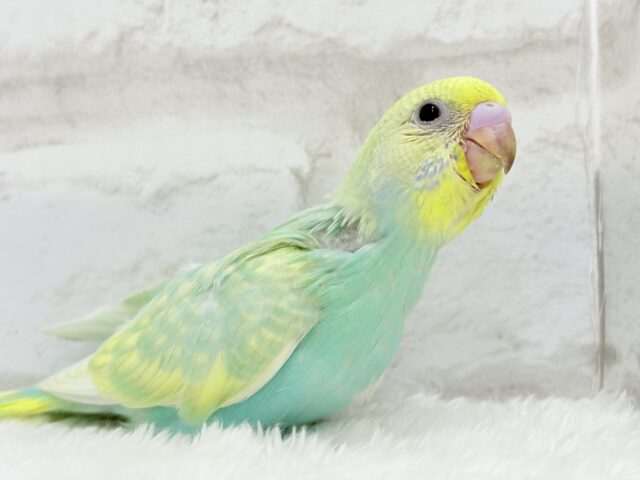 【最新画像更新🪄】お昼寝大好き♡しゅわっとメロン🍈💚セキセイインコ(パステルカラーレインボー) ヒナ セキセイインコ
