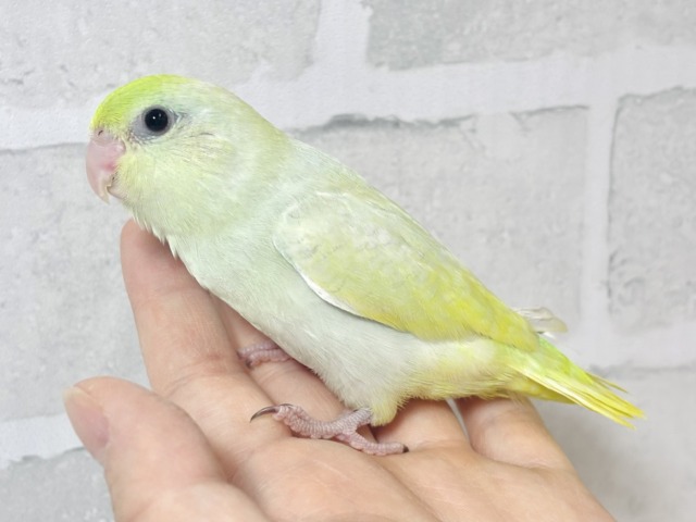 マメルリハ