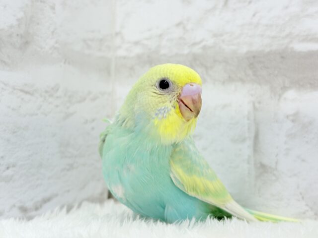 【最新画像更新🪄】お昼寝大好き♡しゅわっとメロン🍈💚セキセイインコ(パステルカラーレインボー) ヒナ セキセイインコ