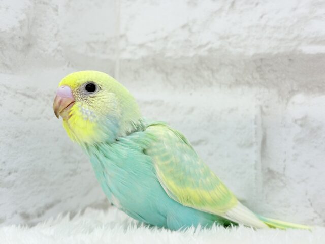 【最新画像更新🪄】お昼寝大好き♡しゅわっとメロン🍈💚セキセイインコ(パステルカラーレインボー) ヒナ セキセイインコ