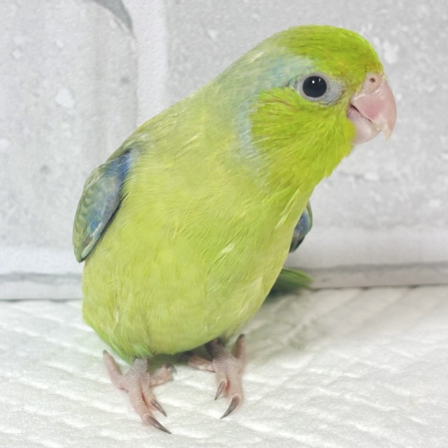 マメルリハ パステルダークグリーンSPターコイズ 男の子 🌲🍵⟡.·*. マメルリハ