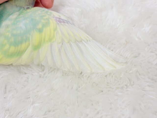 【最新画像更新🪄】お昼寝大好き♡しゅわっとメロン🍈💚セキセイインコ(パステルカラーレインボー) ヒナ セキセイインコ
