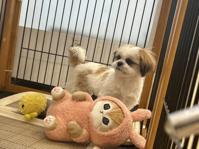 シーズー