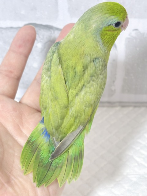 マメルリハ