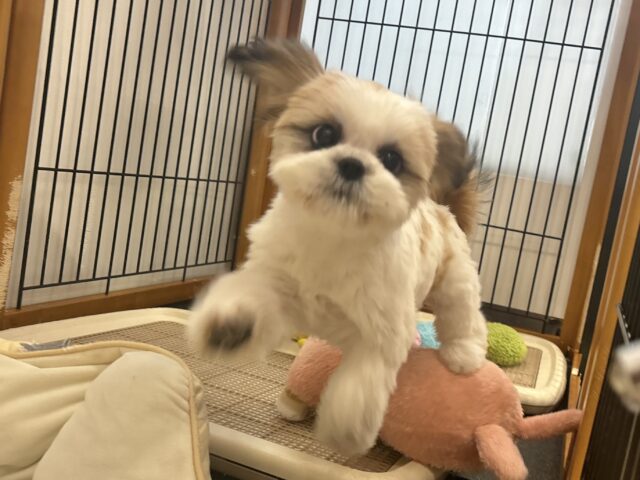シーズー