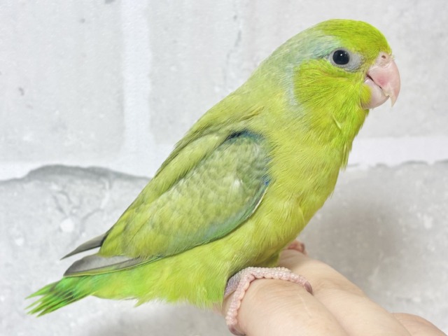 マメルリハ