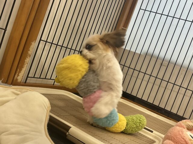 シーズー