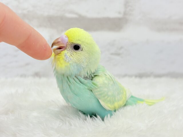 【最新画像更新🪄】お昼寝大好き♡しゅわっとメロン🍈💚セキセイインコ(パステルカラーレインボー) ヒナ セキセイインコ