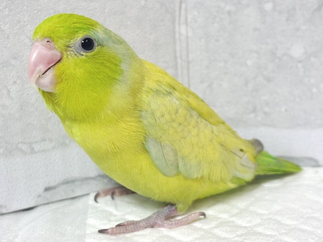 マメルリハ