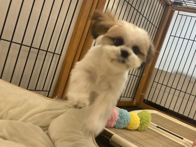 シーズー