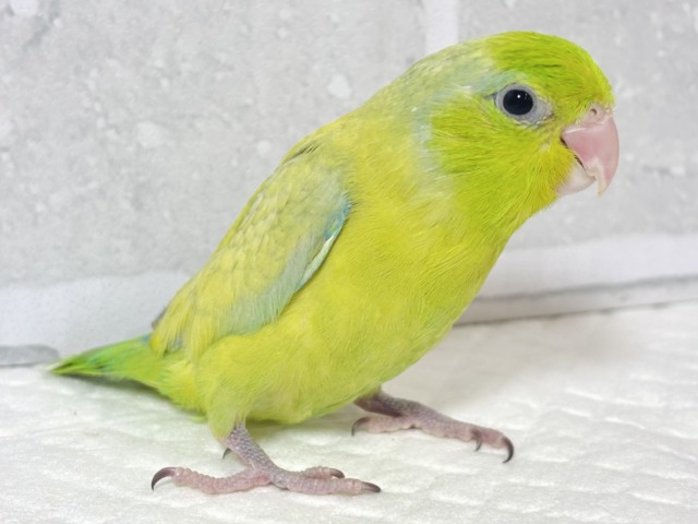 マメルリハ