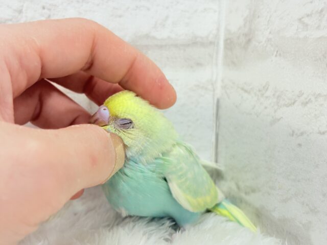 【最新画像更新🪄】お昼寝大好き♡しゅわっとメロン🍈💚セキセイインコ(パステルカラーレインボー) ヒナ セキセイインコ
