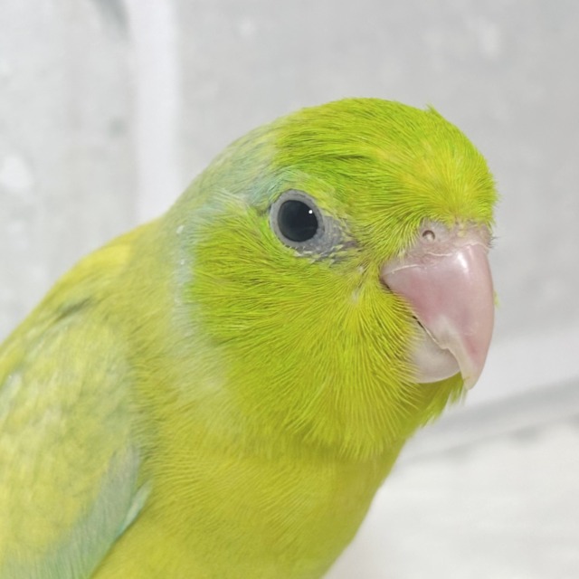 マメルリハ パステルイエローグリーンSPターコイズ 男の子 🍋🌿✨️ マメルリハ