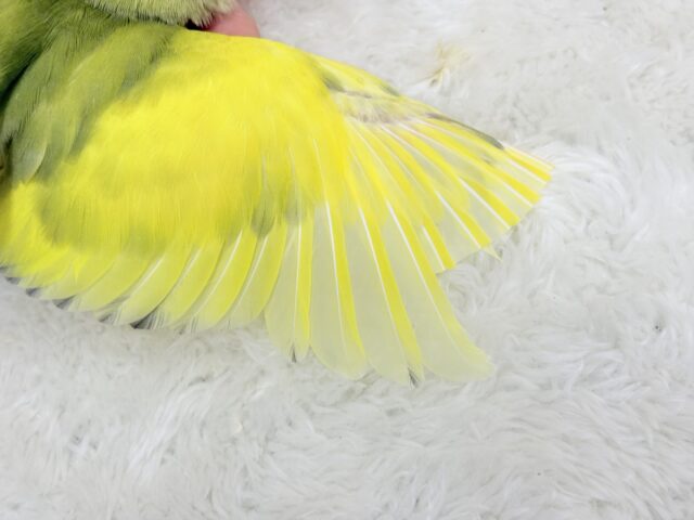 【最新画像更新🪄もうすぐひとり餌☆】フレッシュ🍋ビタミン🍊ブーケット💐コザクラインコ(タイガーチェリー) ヒナ コザクラインコ(小桜インコ)