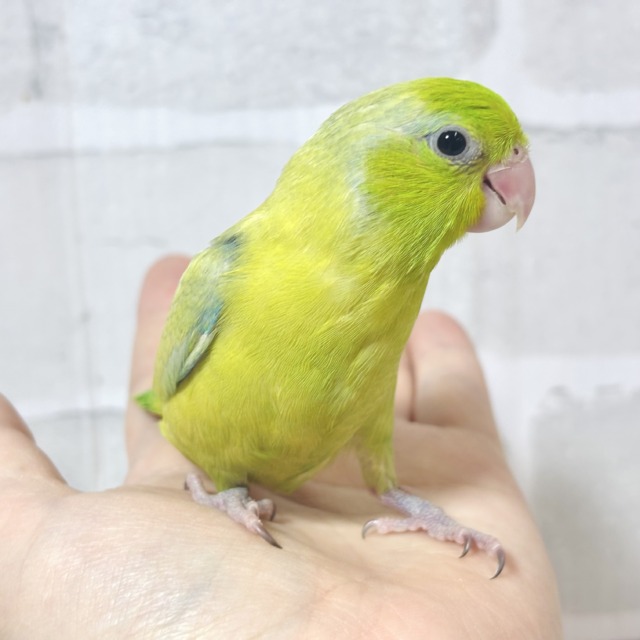 マメルリハ