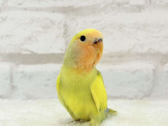 【最新画像更新🪄もうすぐひとり餌☆】フレッシュ🍋ビタミン🍊ブーケット💐コザクラインコ(タイガーチェリー) ヒナ コザクラインコ(小桜インコ)