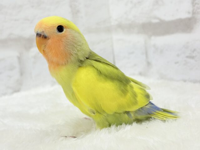 【最新画像更新🪄もうすぐひとり餌☆】フレッシュ🍋ビタミン🍊ブーケット💐コザクラインコ(タイガーチェリー) ヒナ コザクラインコ(小桜インコ)