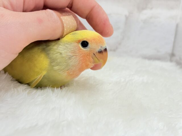【最新画像更新🪄もうすぐひとり餌☆】フレッシュ🍋ビタミン🍊ブーケット💐コザクラインコ(タイガーチェリー) ヒナ コザクラインコ(小桜インコ)