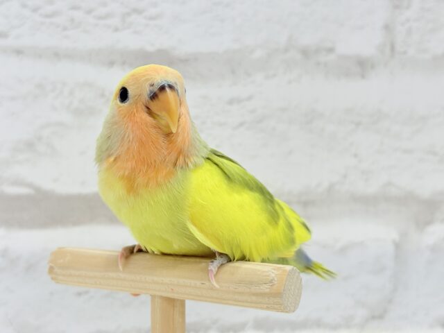 【最新画像更新🪄もうすぐひとり餌☆】フレッシュ🍋ビタミン🍊ブーケット💐コザクラインコ(タイガーチェリー) ヒナ コザクラインコ(小桜インコ)